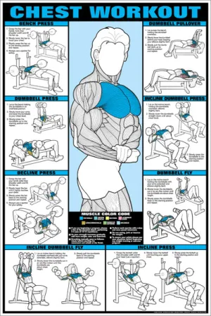 Chest Workout Professional Fitness Gym Instructional Wall Chart Poster (Co-Ed Edition) - Fitnus Corp.