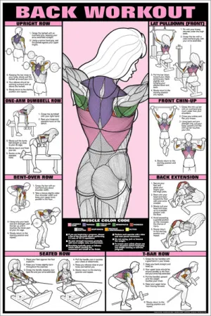 CO-ED Back Workout Professional Fitness Gym Instructional Wall Chart Poster - Fitnus Corp.