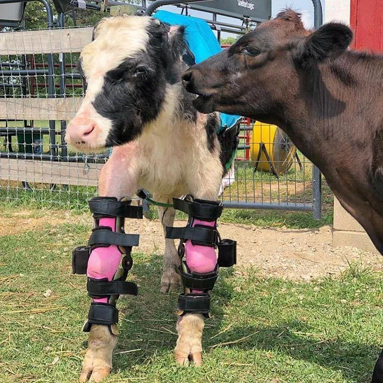 Farm Animal Custom Leg Brace