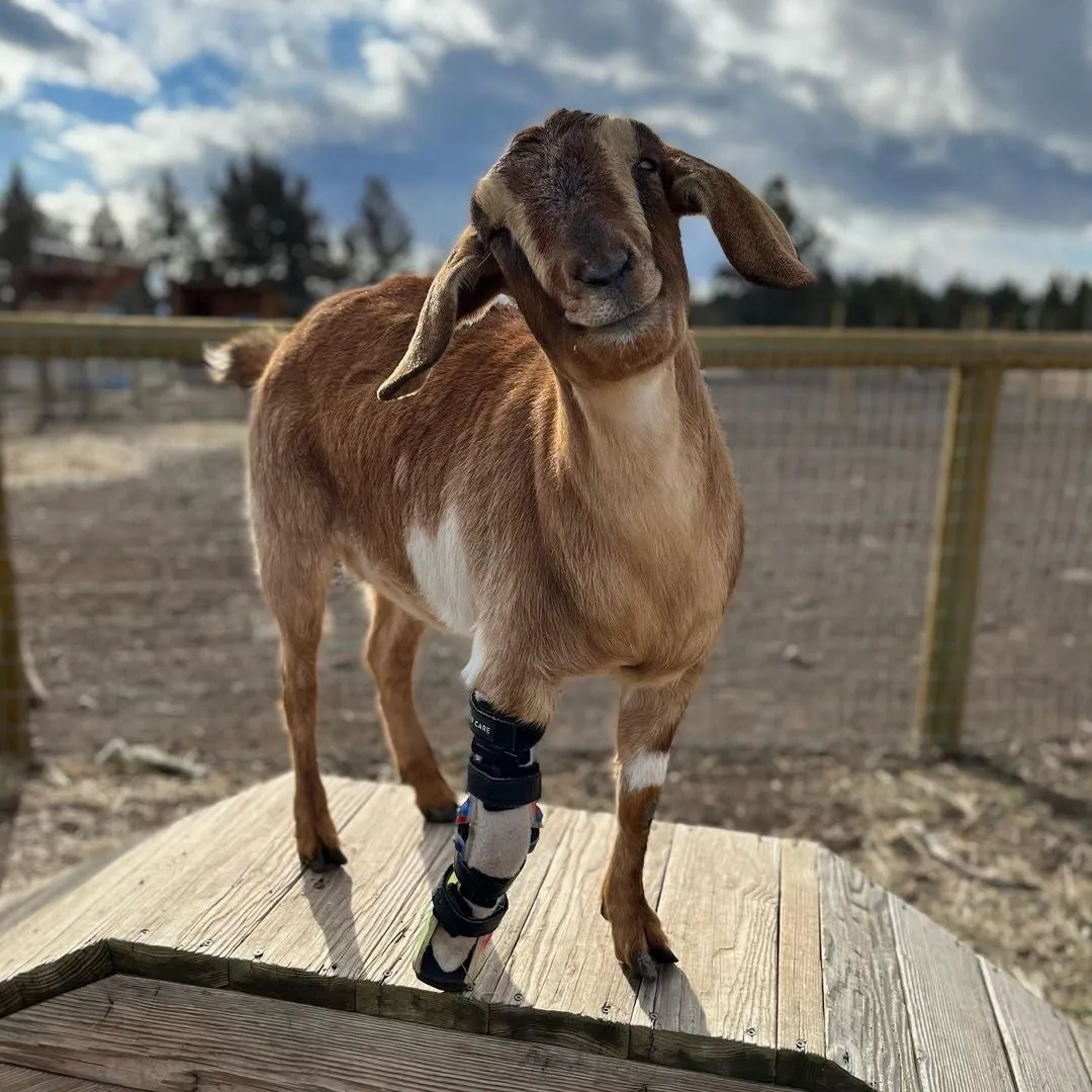 Farm Animal Custom Leg Brace