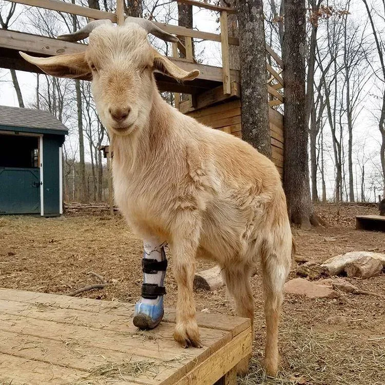 Farm Animal Custom Leg Brace