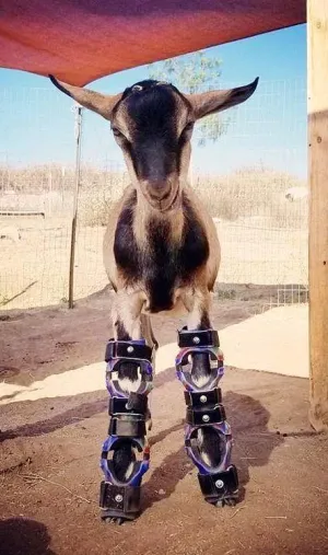 Farm Animal Custom Leg Brace